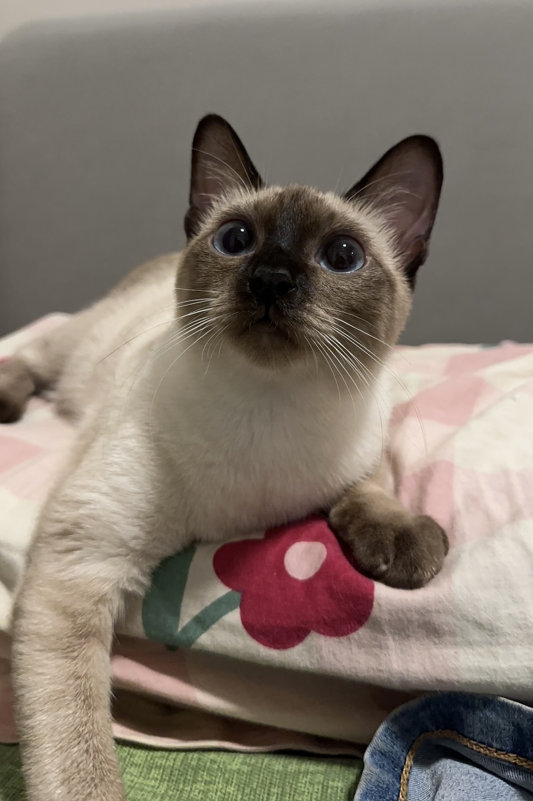 My cat HuHu