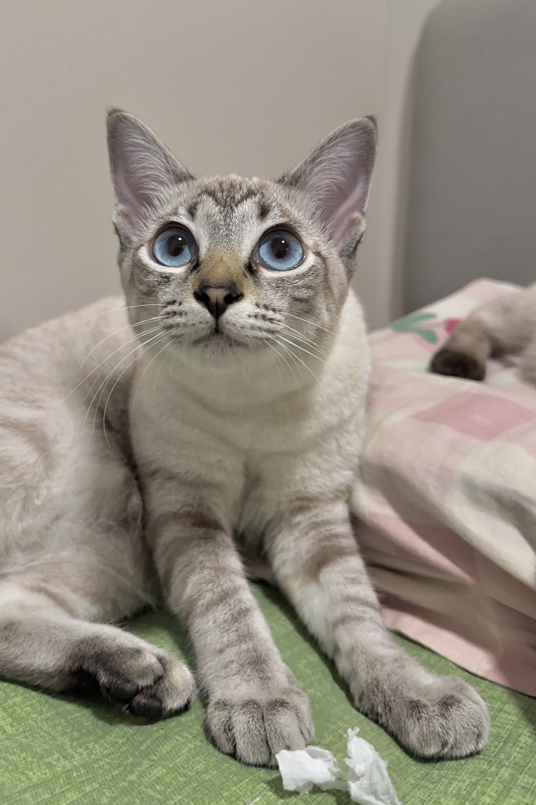 My cat Hz